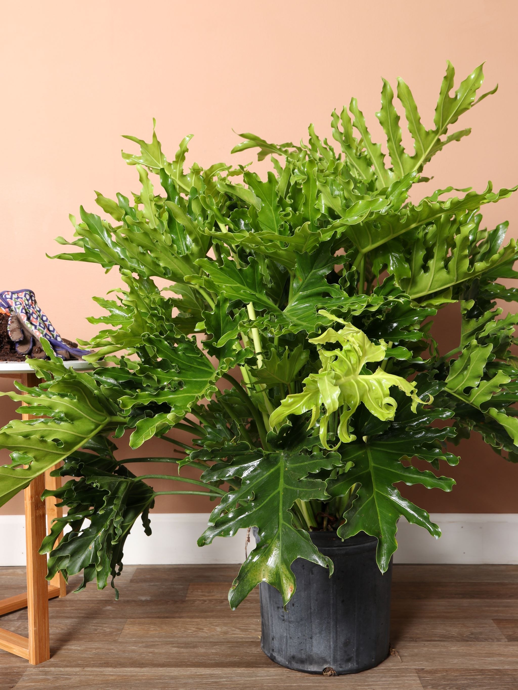 Large Philodendron &