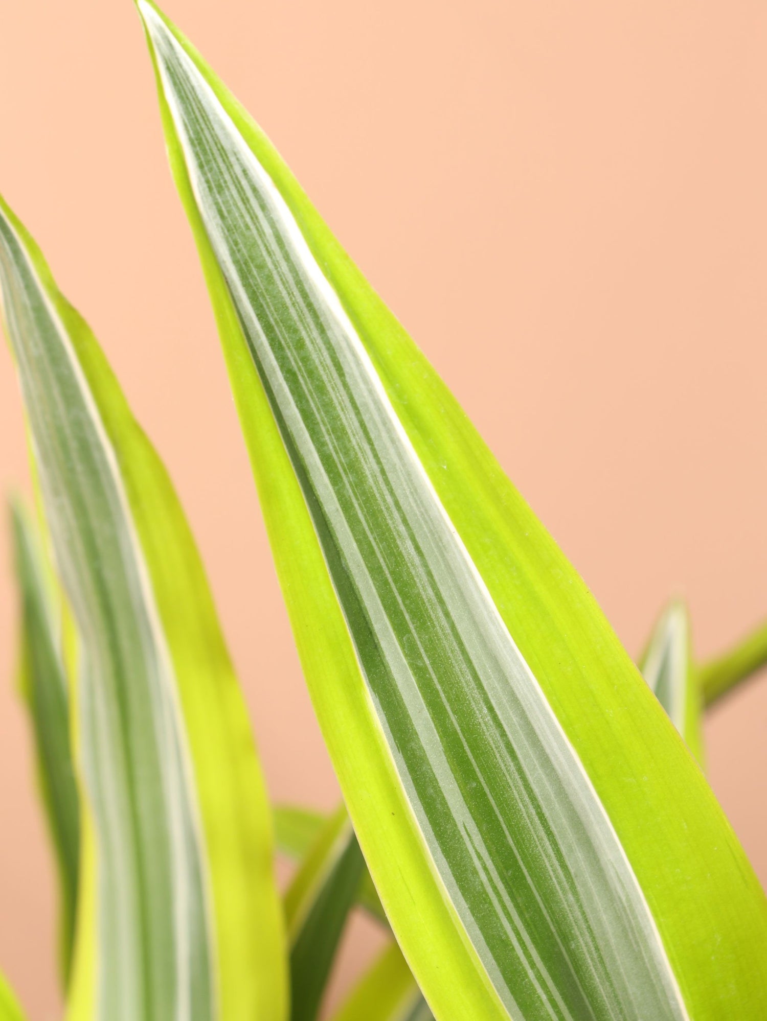 Large Dracaena Warneckii Lemon Lime Bush