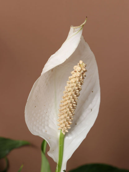 Large Peace Lily