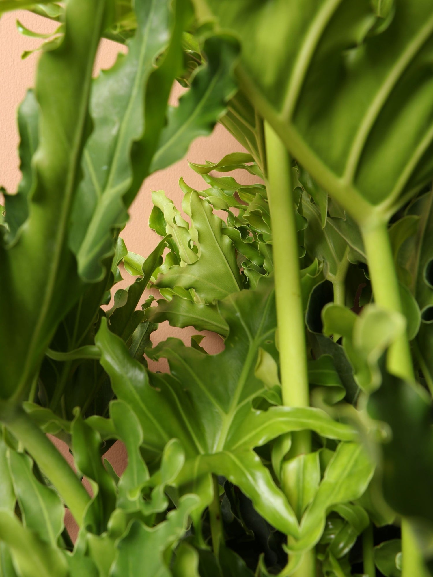 Large Philodendron &