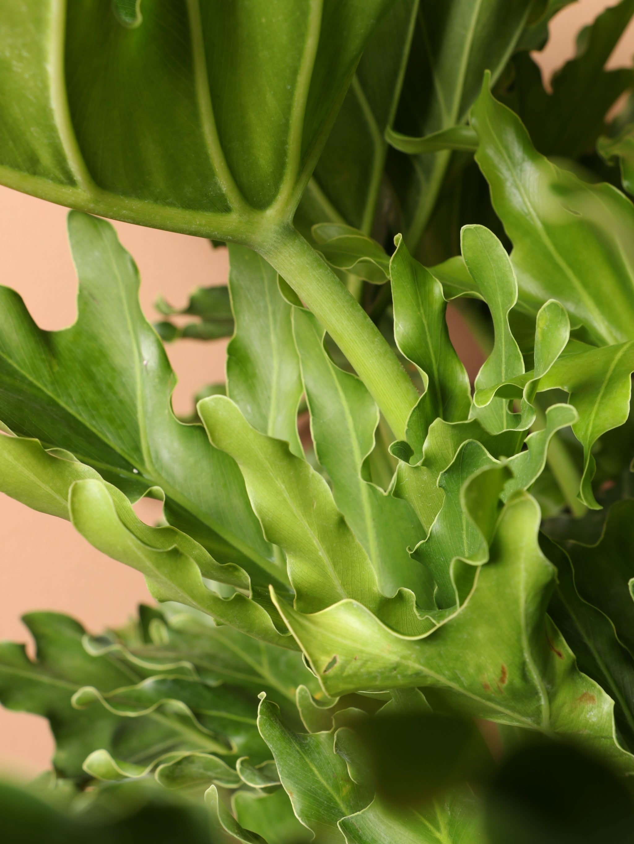 Large Philodendron &