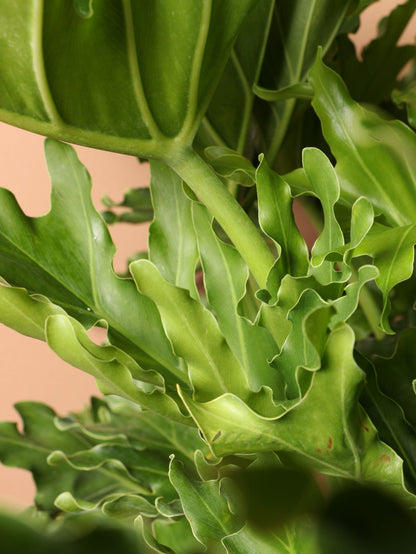 Large Philodendron &