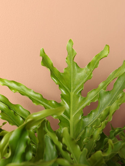 Large Philodendron &