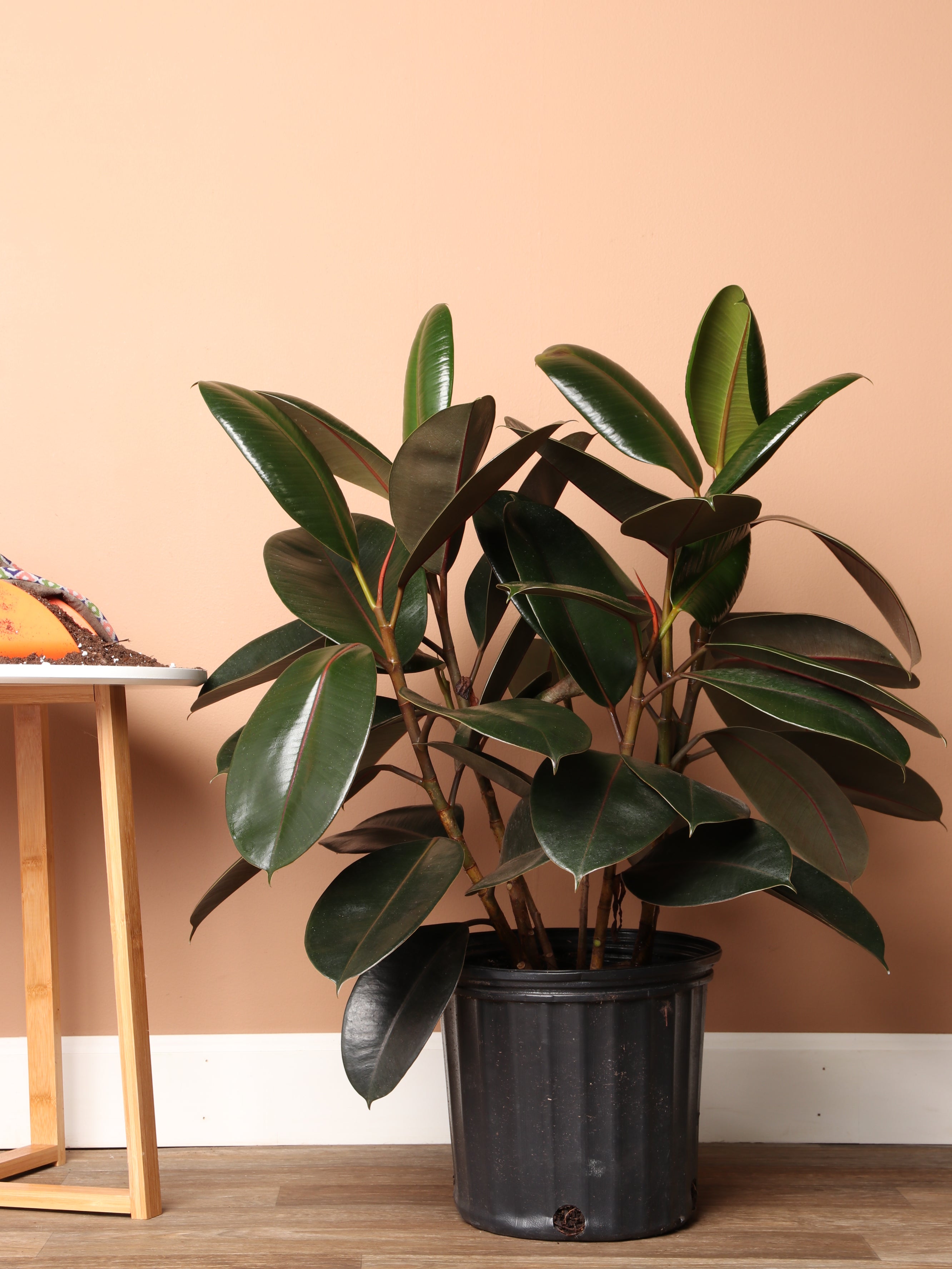 Large Rubber Tree Bush