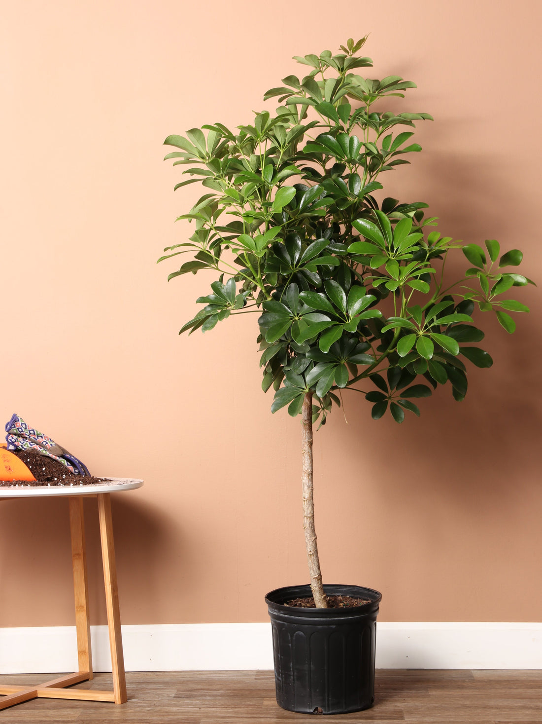 Large Schefflera &