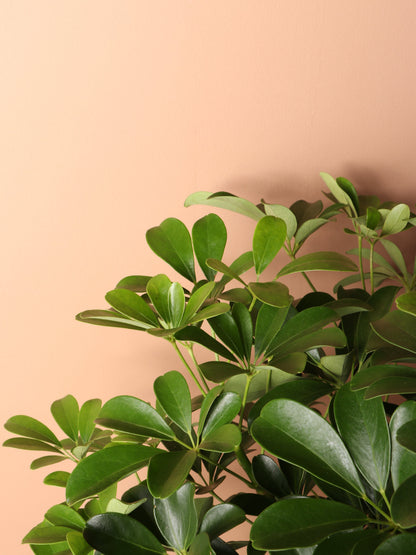 Large Schefflera &