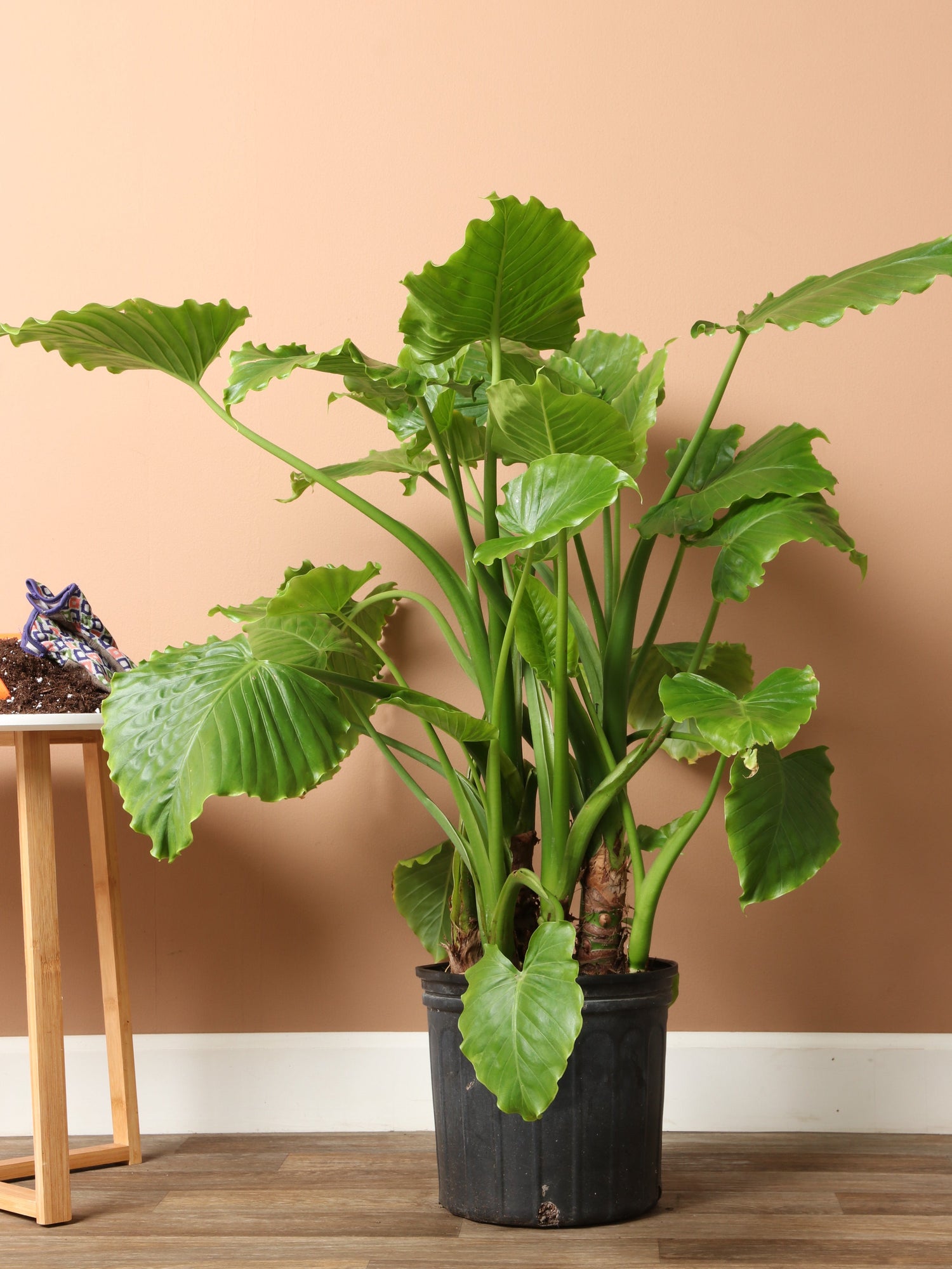 Large Alocasia &