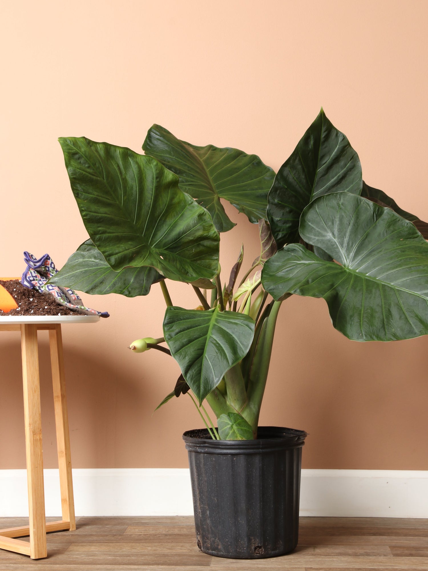 Large Alocasia &