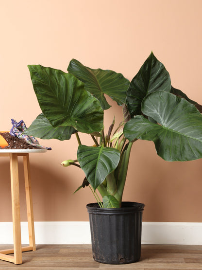 Large Alocasia &