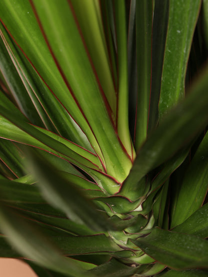 Large Dracaena Marginata