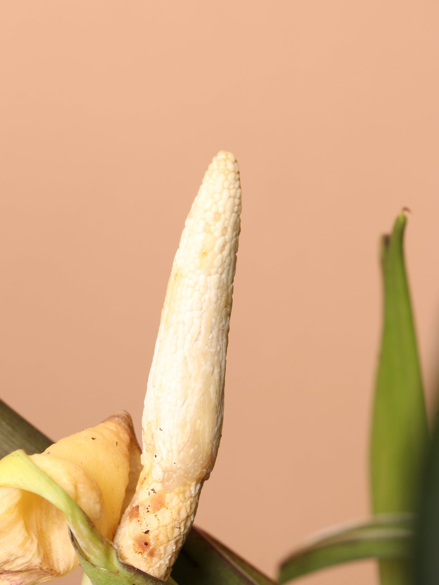 Large Alocasia &