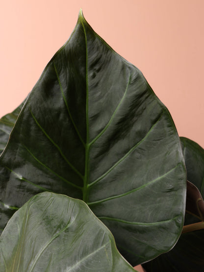 Large Alocasia &