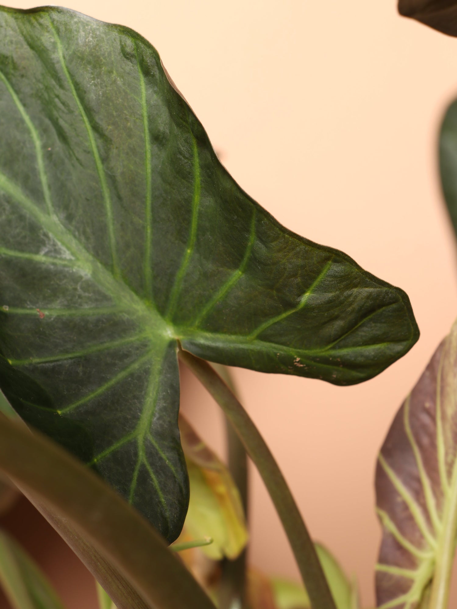 Large Alocasia &