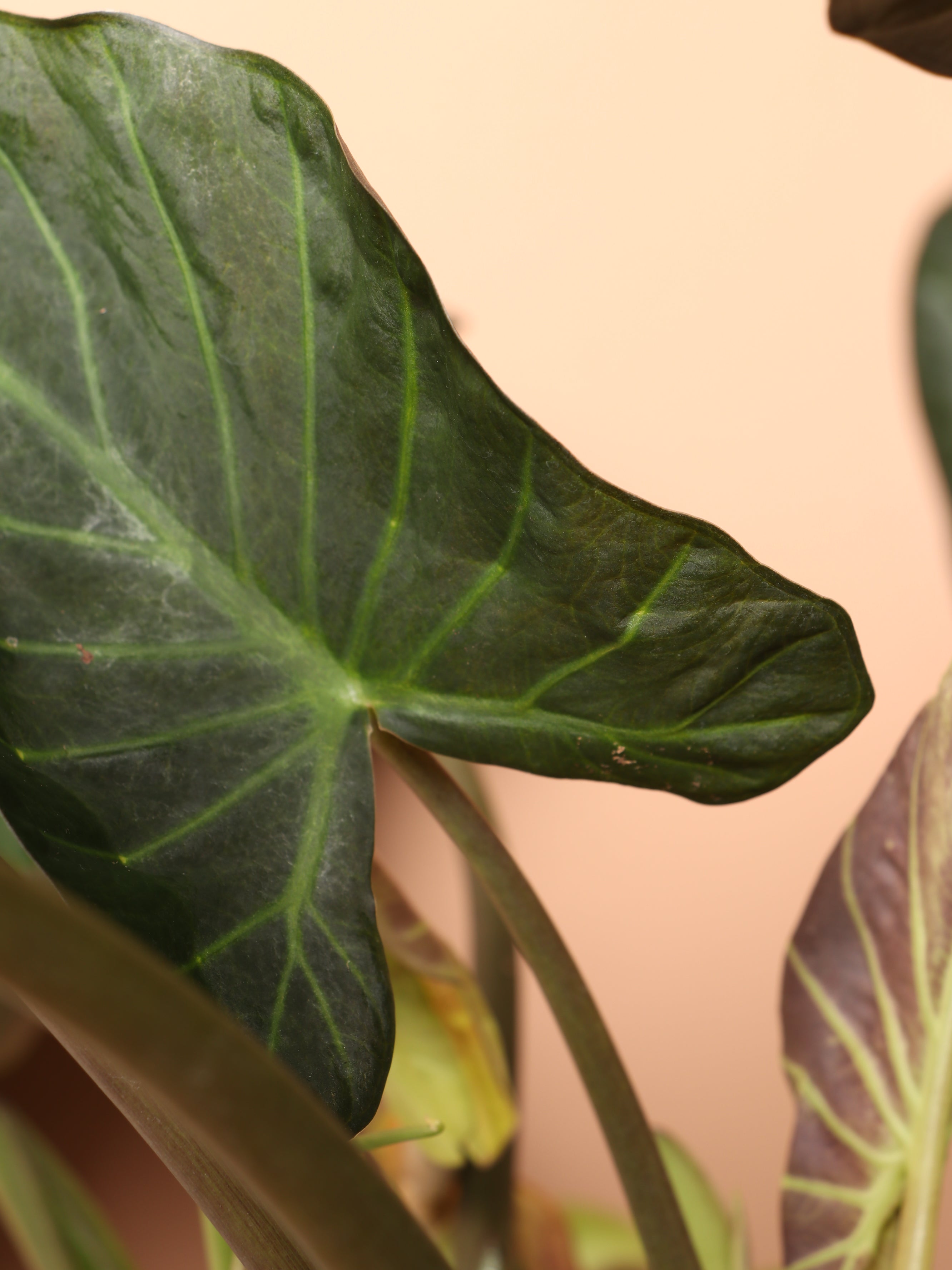 Large Alocasia &