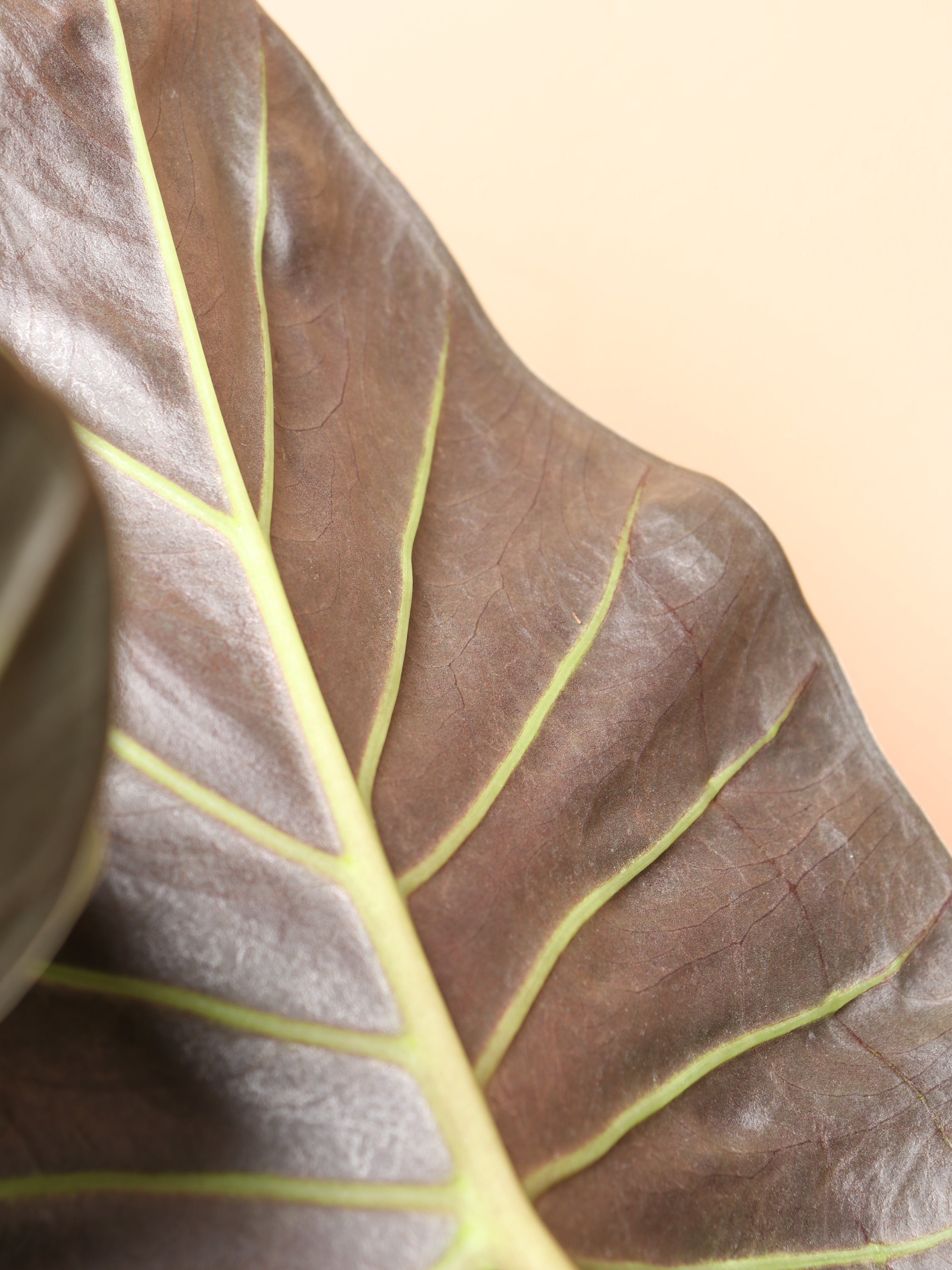 Large Alocasia &