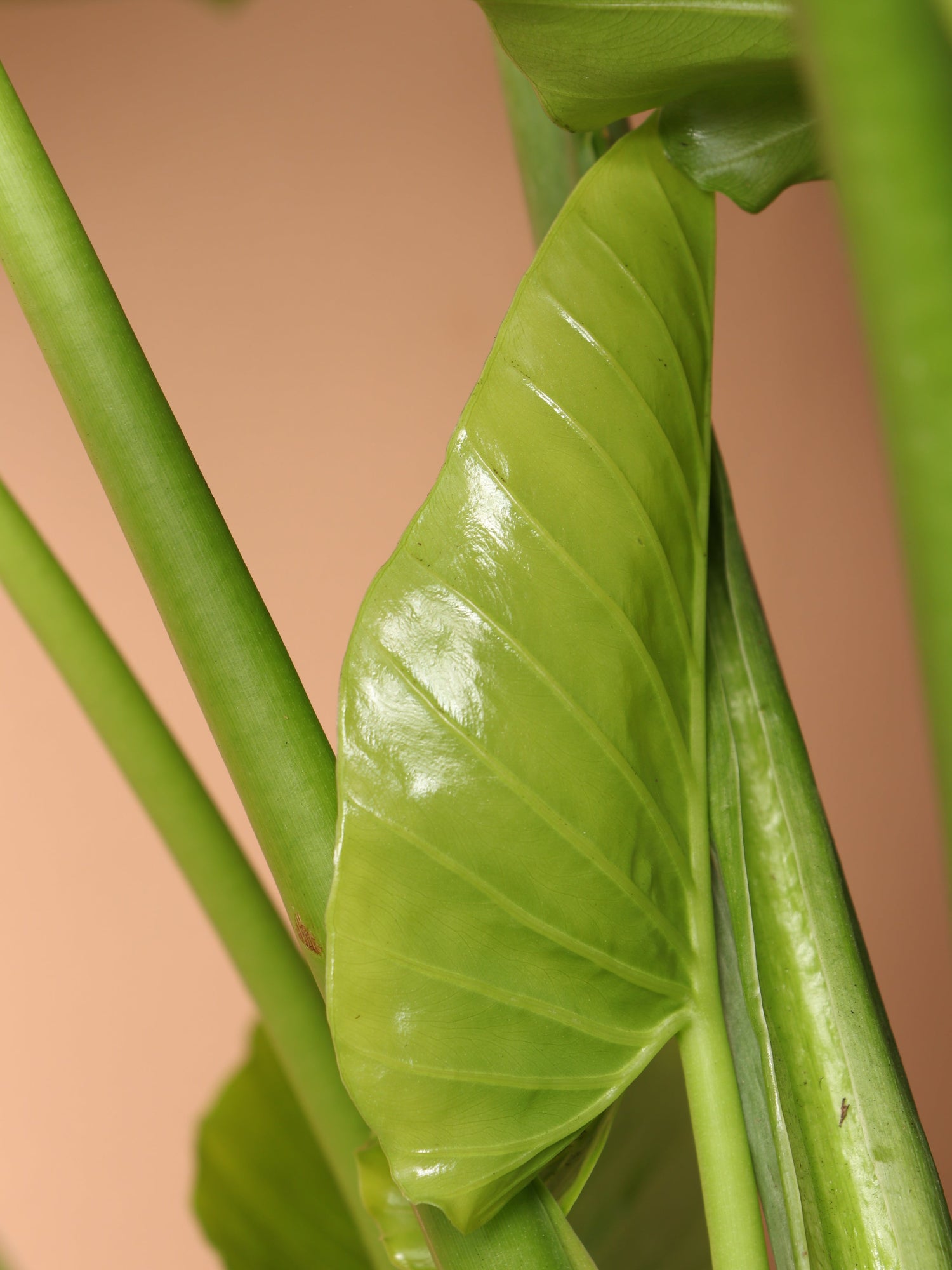 Large Alocasia &