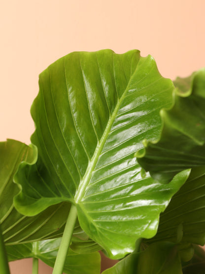 Large Alocasia &