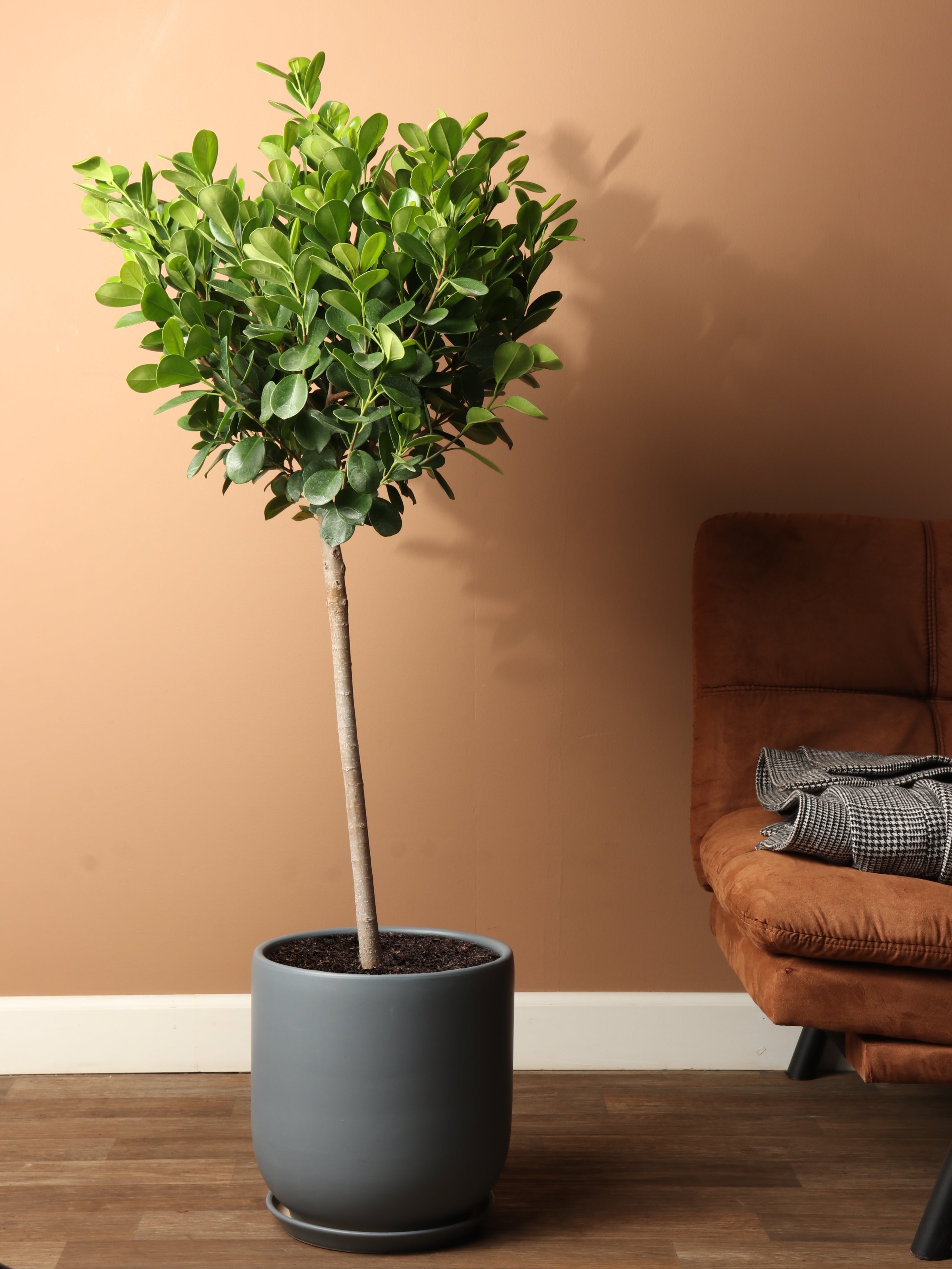Large Ficus Danielle