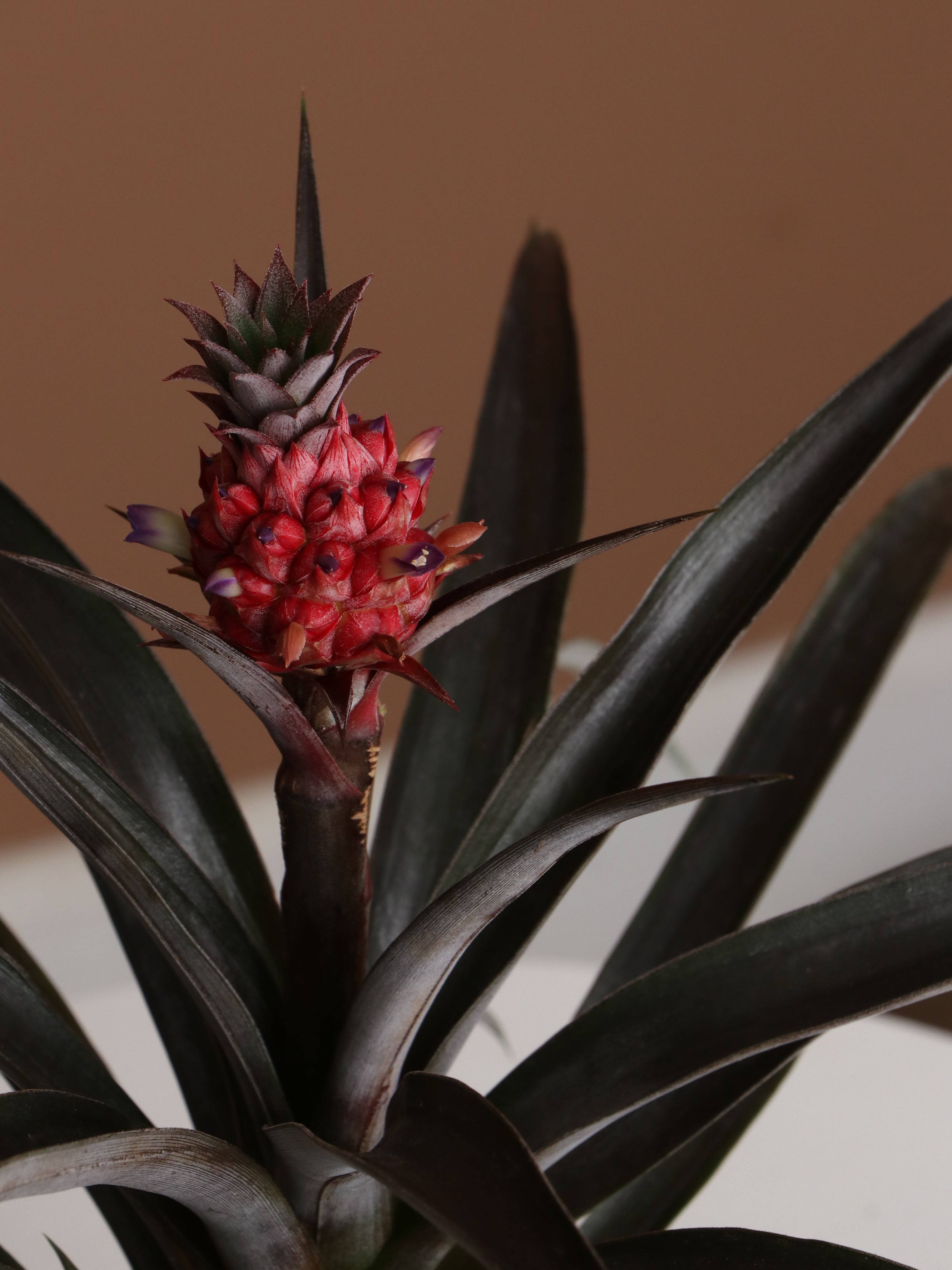 Small Pineapple Plant