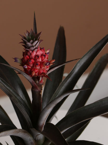Small Pineapple Plant