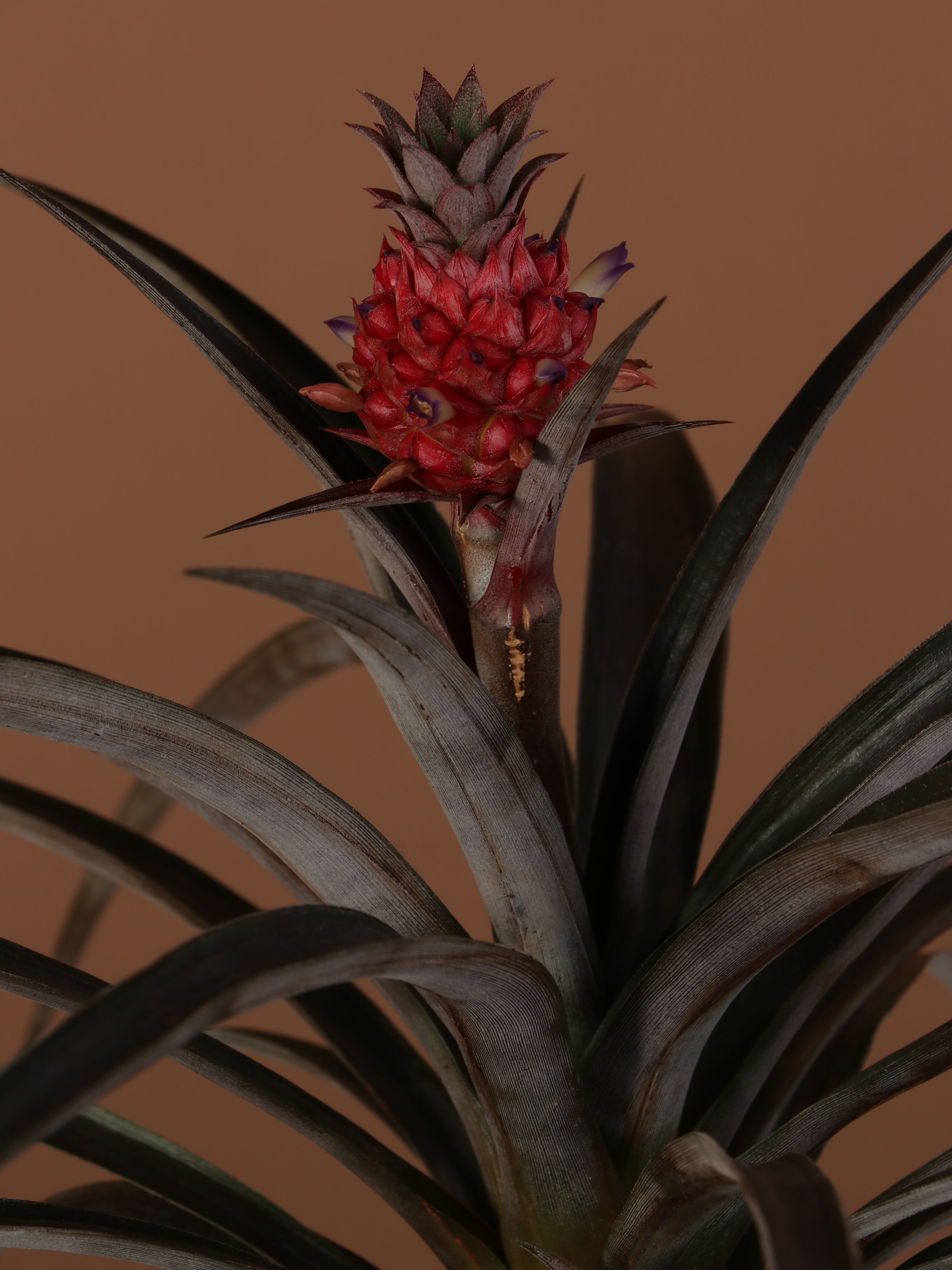 Small Pineapple Plant