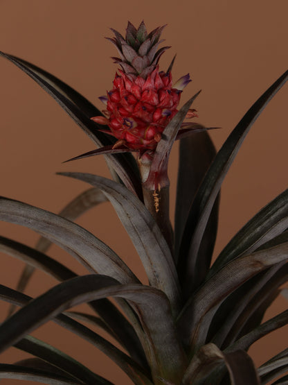 Small Pineapple Plant