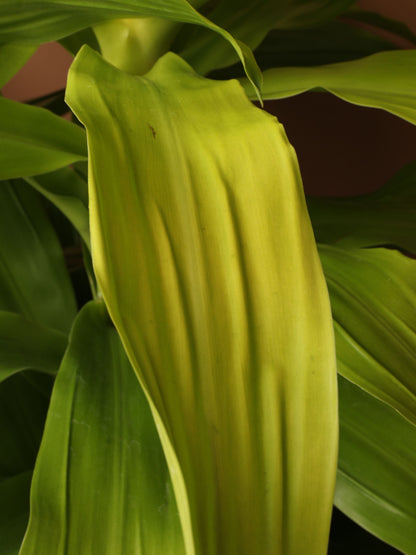 Large Dracaena Janet Craig &