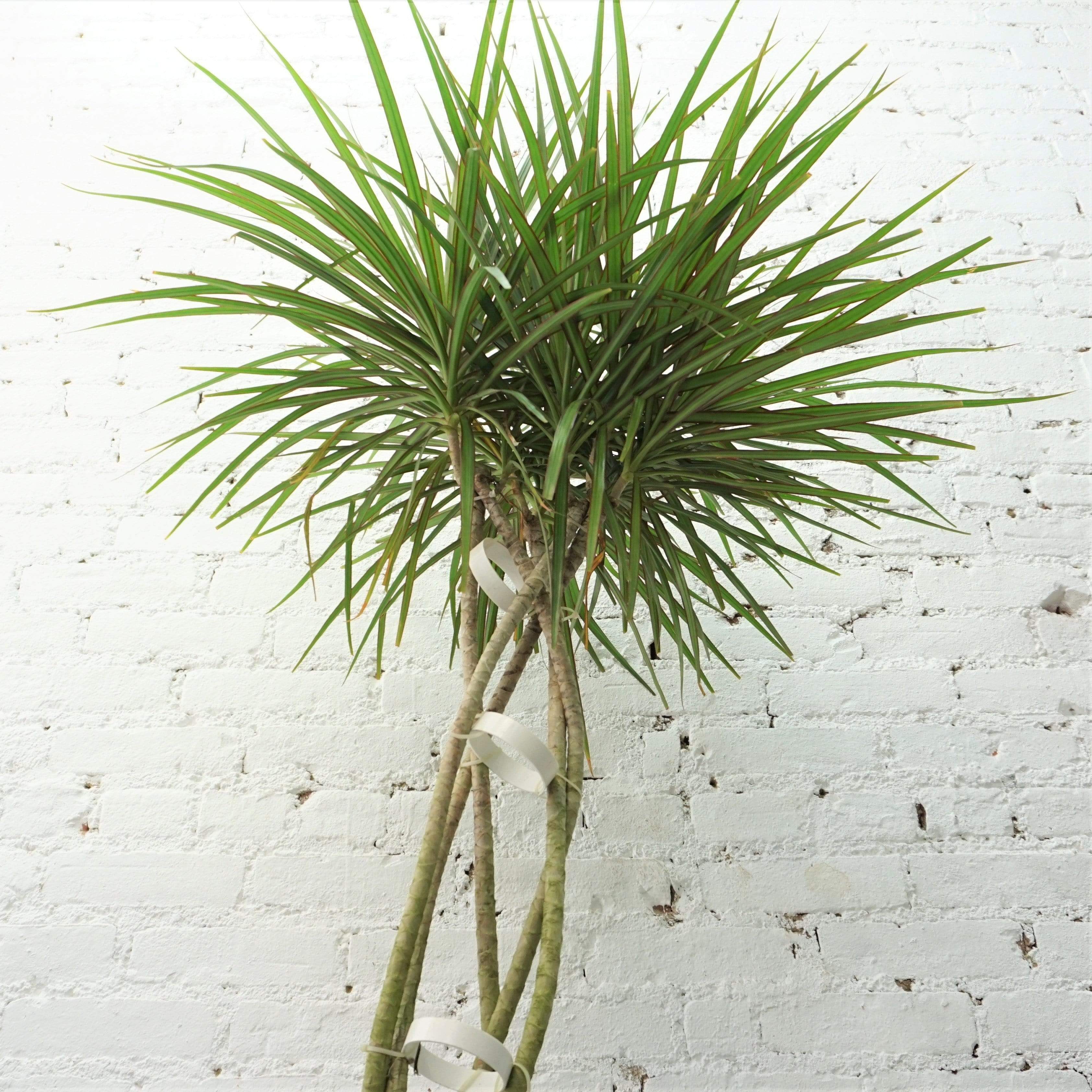 Large Dracaena Marginata (Braided) - Pafe Plants 3