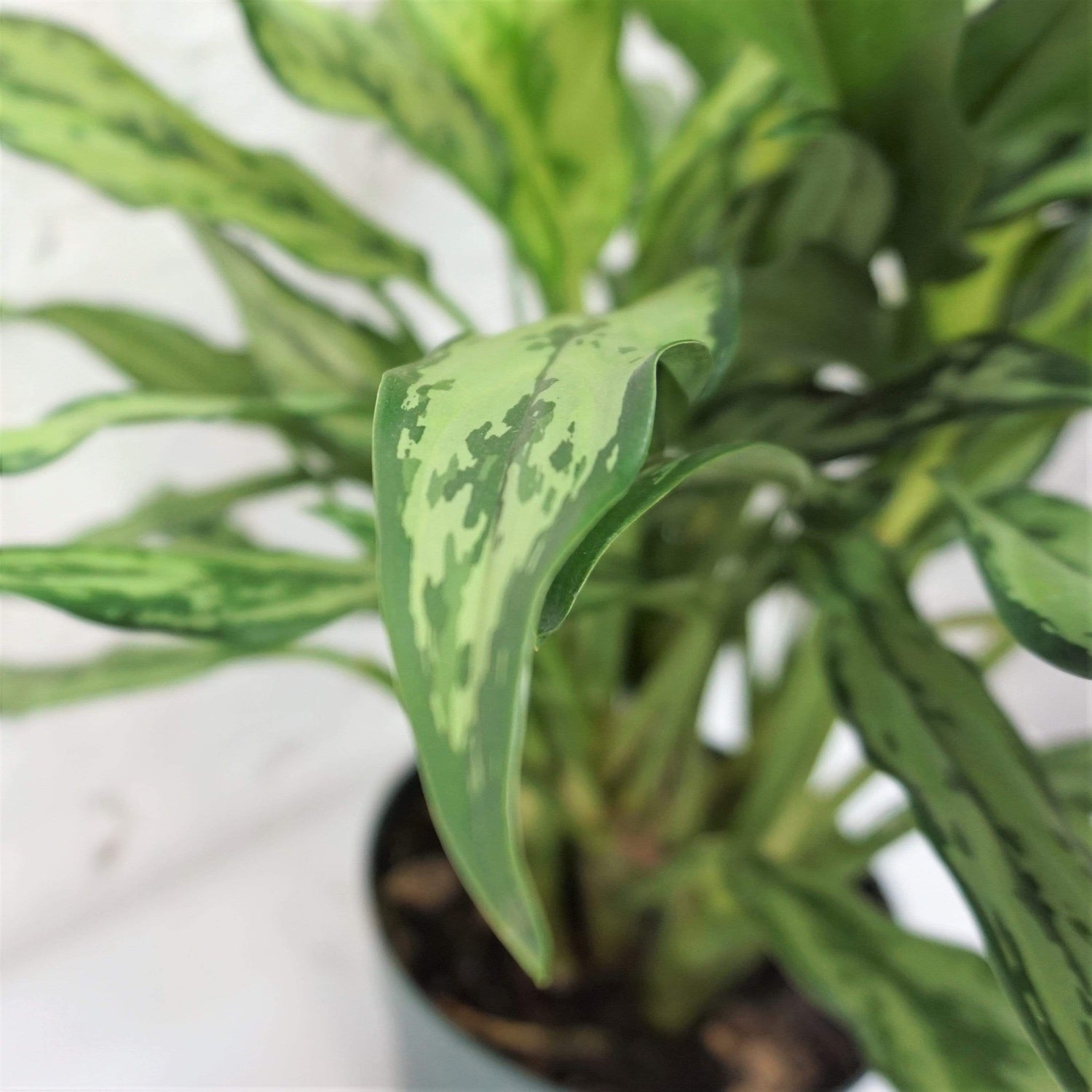 Medium Aglaonema &