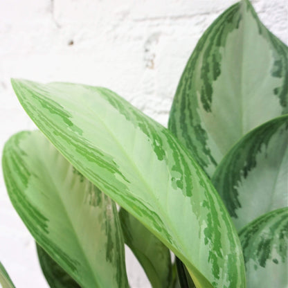 Medium Aglaonema &