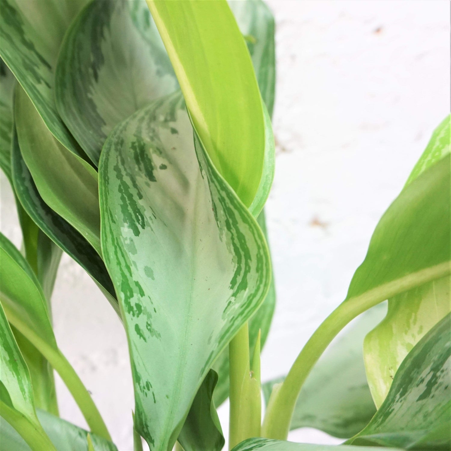 Medium Aglaonema &