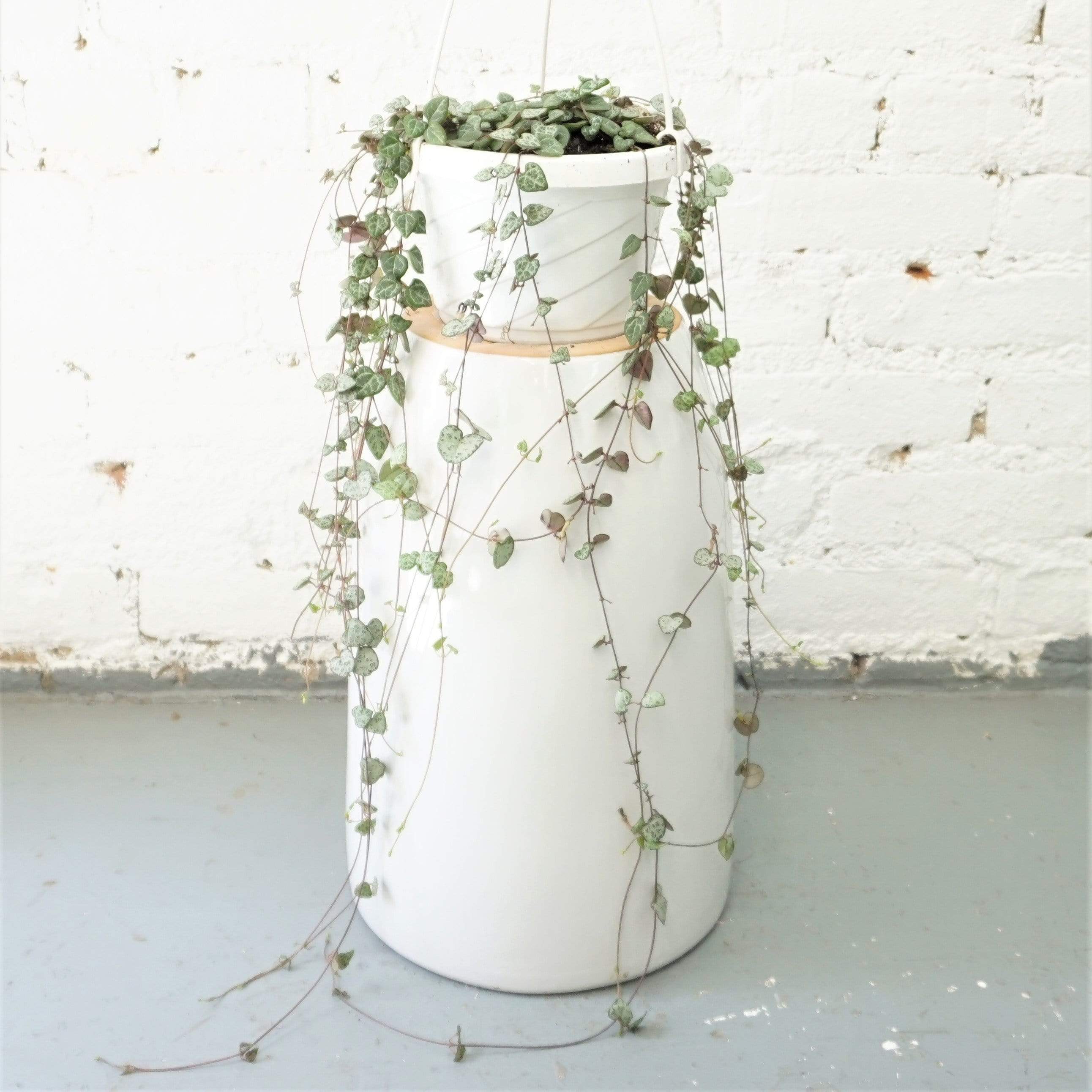 Hanging String Of Hearts Succulent Vine - Pafe Plants