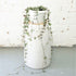 Hanging String Of Hearts Succulent Vine - Pafe Plants