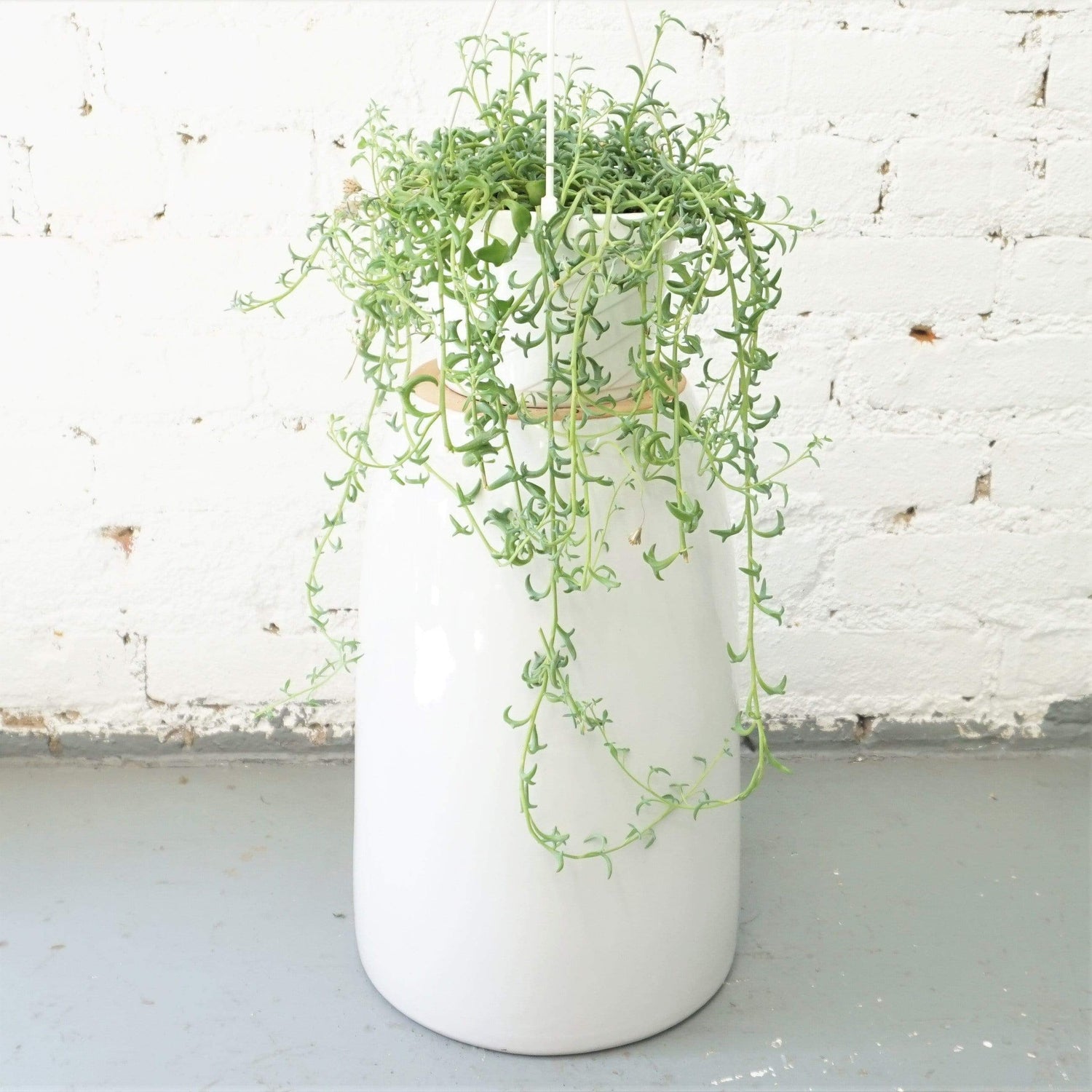 Hanging String Of Dolphins Succulent Vine - Pafe Plants