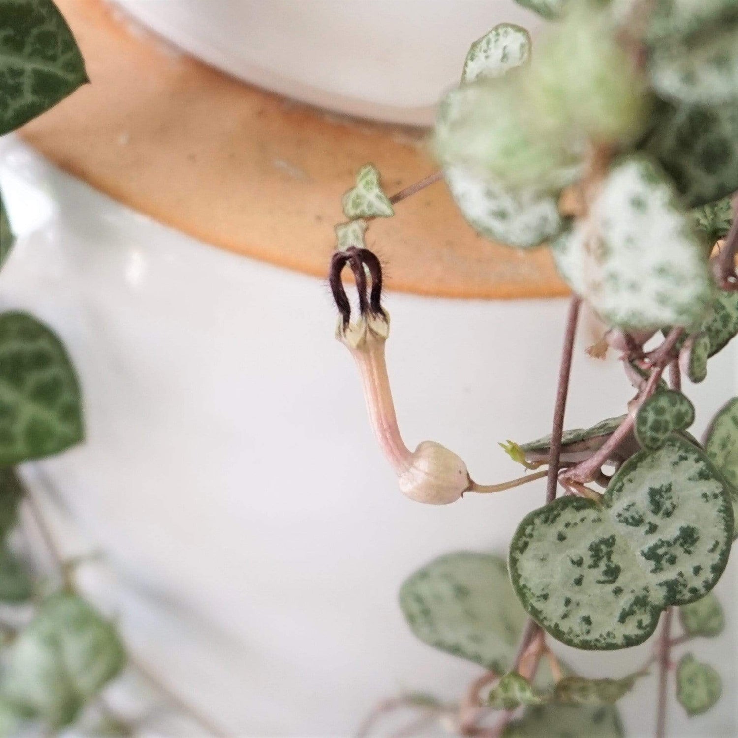 Hanging String Of Hearts Succulent Vine - Pafe Plants