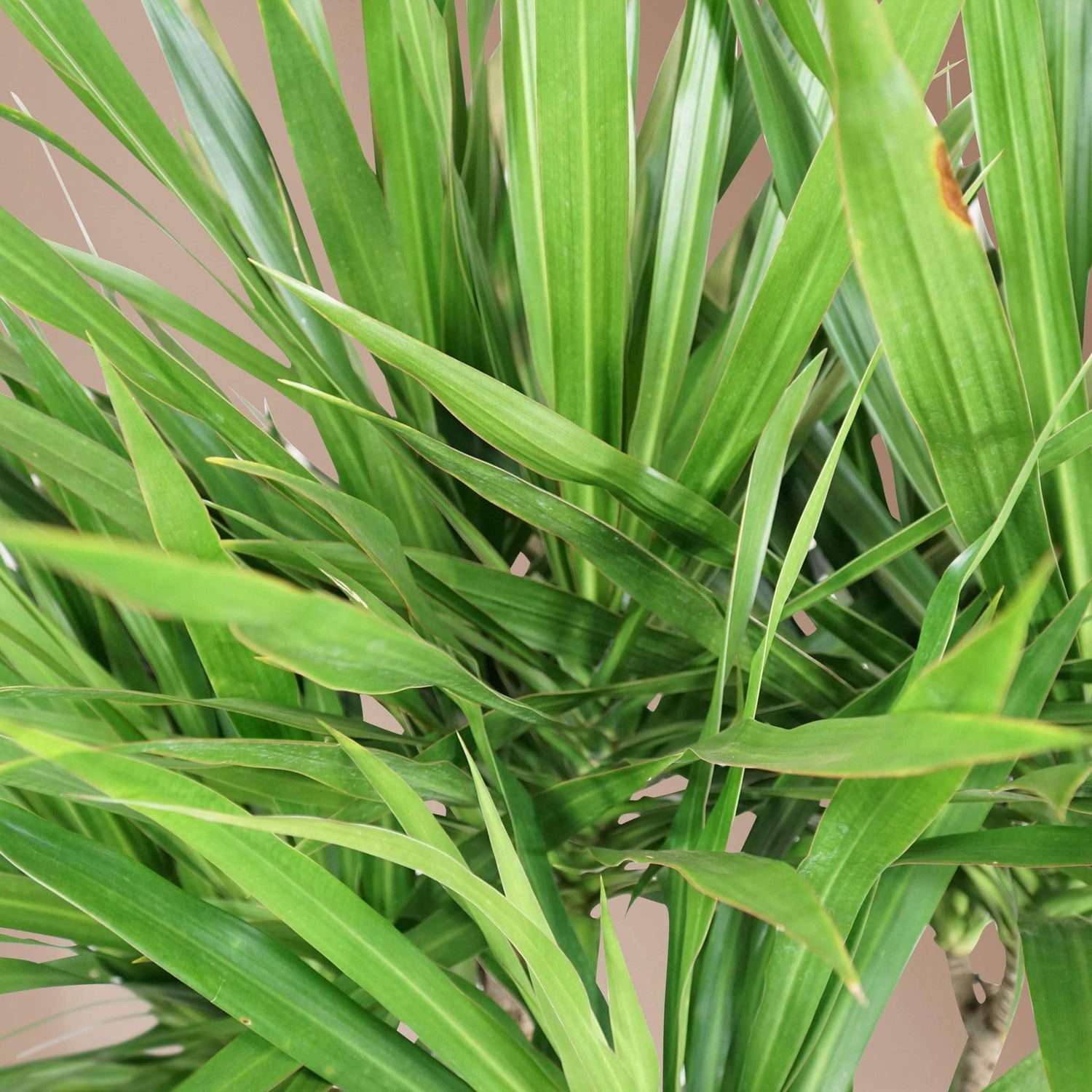 Full Size Dragon Tree - Pafe Plants 3