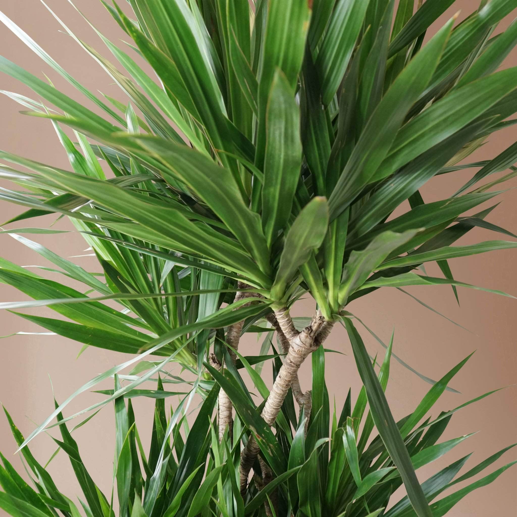 Full Size Dragon Tree - Pafe Plants 1
