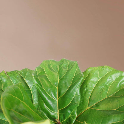 Large Fiddle Leaf Fig Pole - Pafe Plants 3