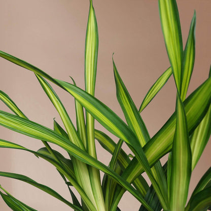 Large Dracaena Deremensis &