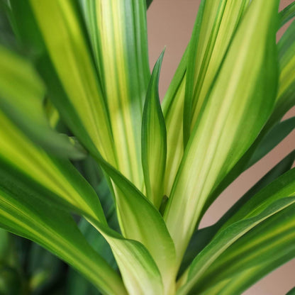 Large Dracaena Deremensis &