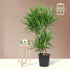 Full Size Dracaena Tarzan Branch