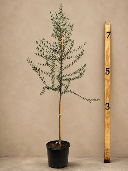 Full Size Olive Tree