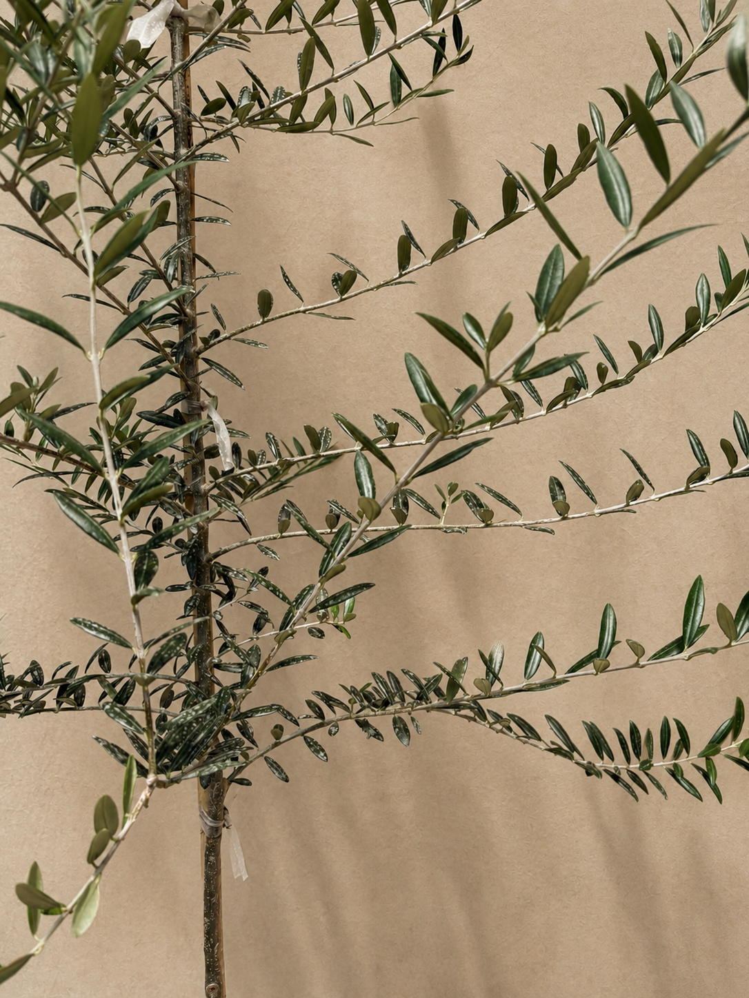 Full Size Olive Tree