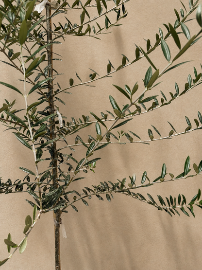 Full Size Olive Tree