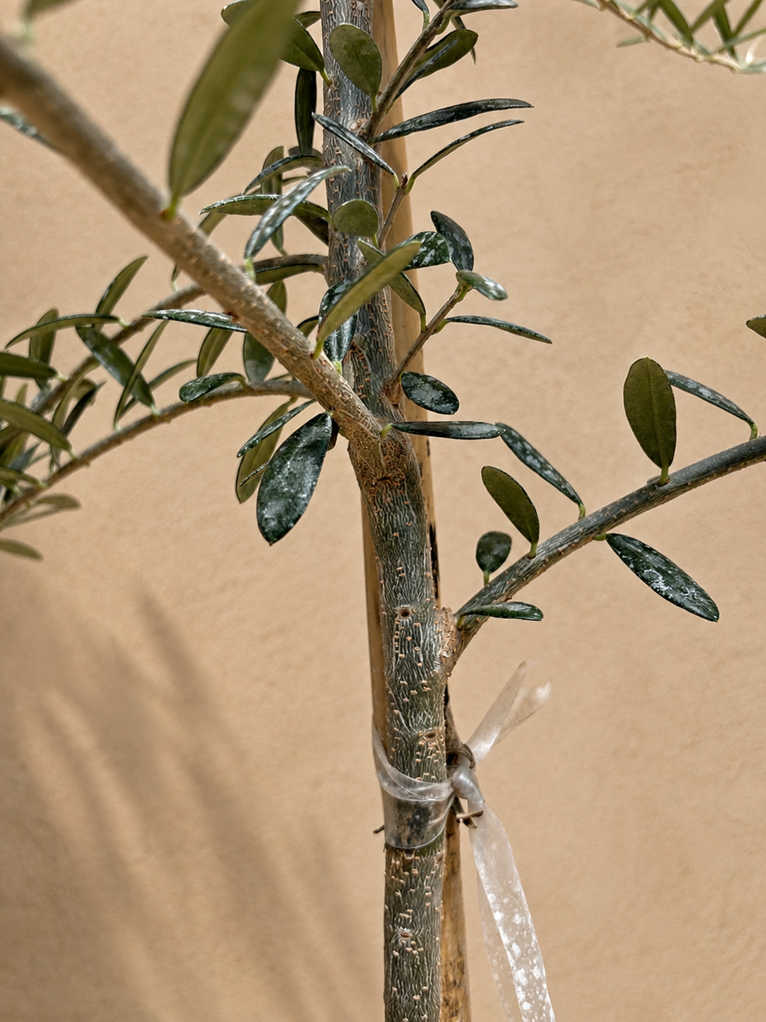 Full Size Olive Tree
