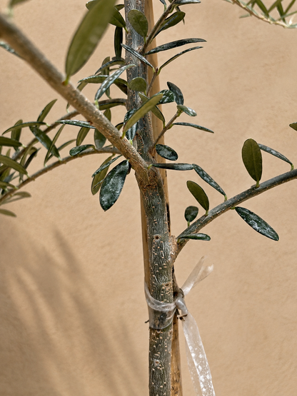 Full Size Olive Tree