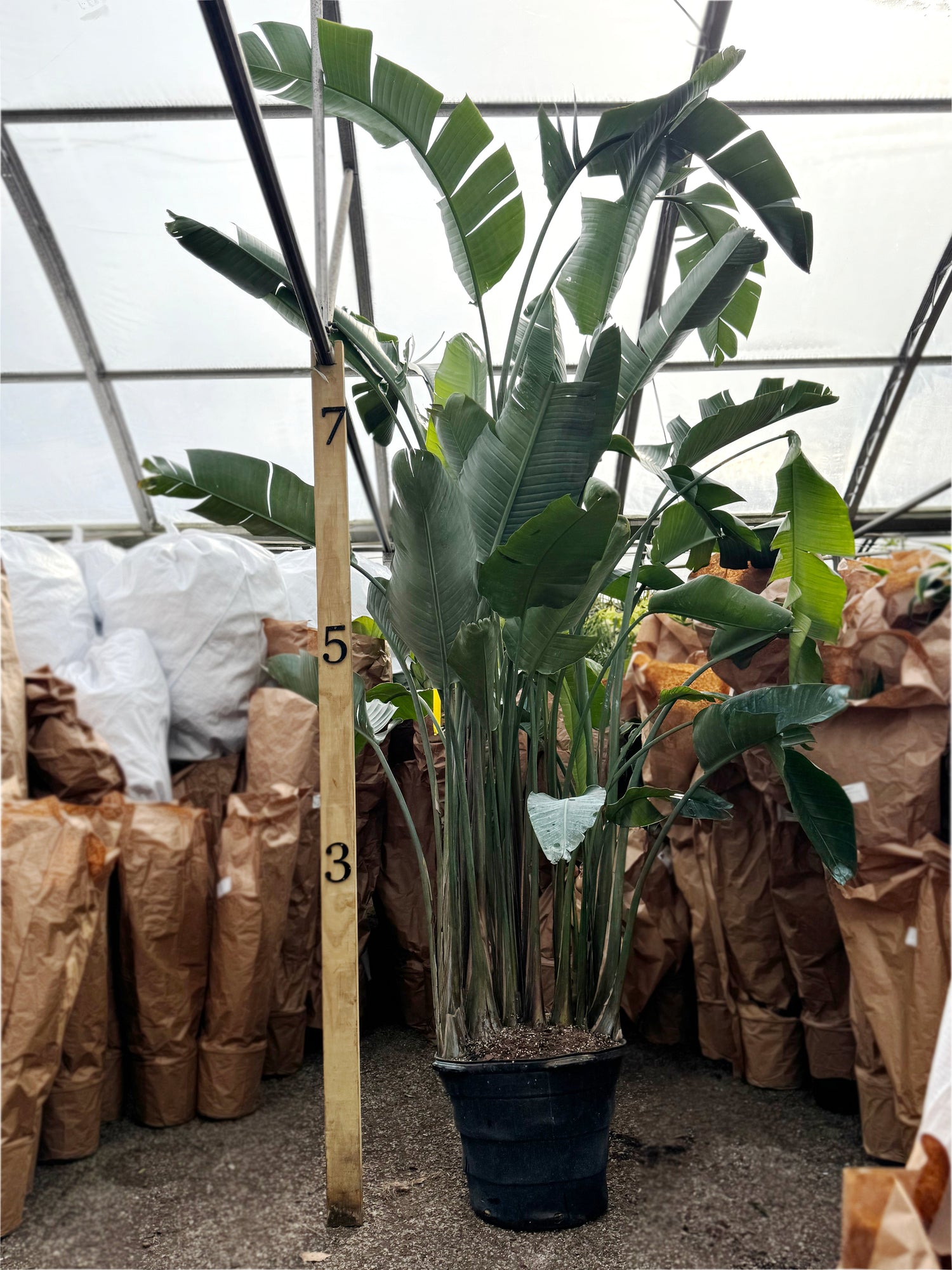 Tall potted plant with a measuring stick indicating its height, surrounded by brown bags.