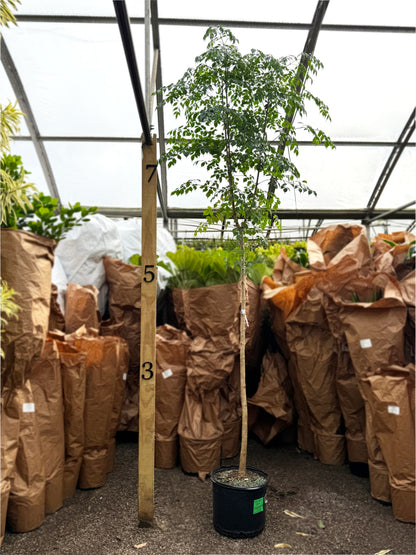 Giant indoor Chinese Doll Tree (Radermachera sinica) for professional interior landscaping, shown with scale measurement at DaHing Plants nursery.
