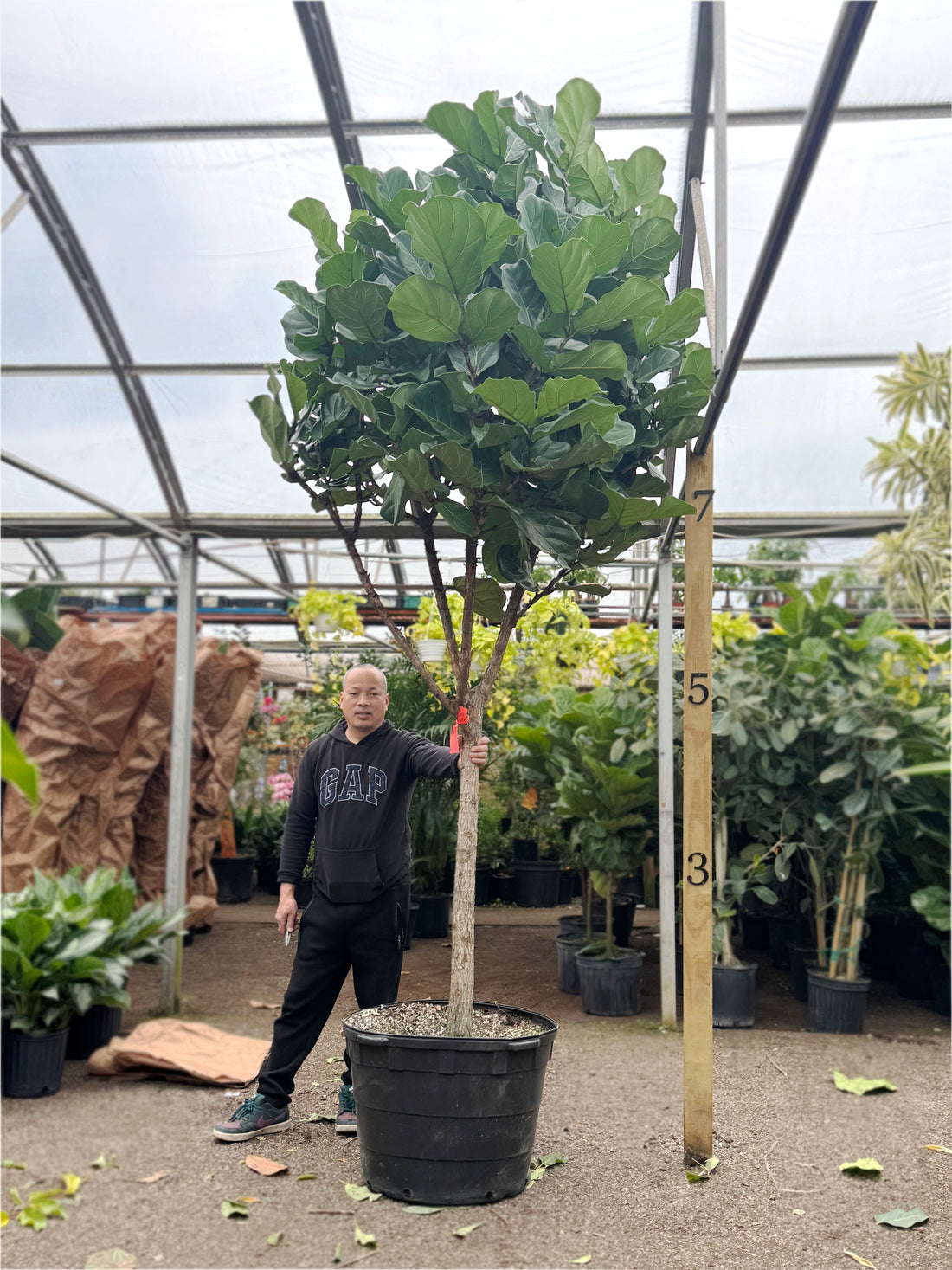 largest fiddle leaf fig Giant Fiddle Leaf Fig | Tall Indoor Plants