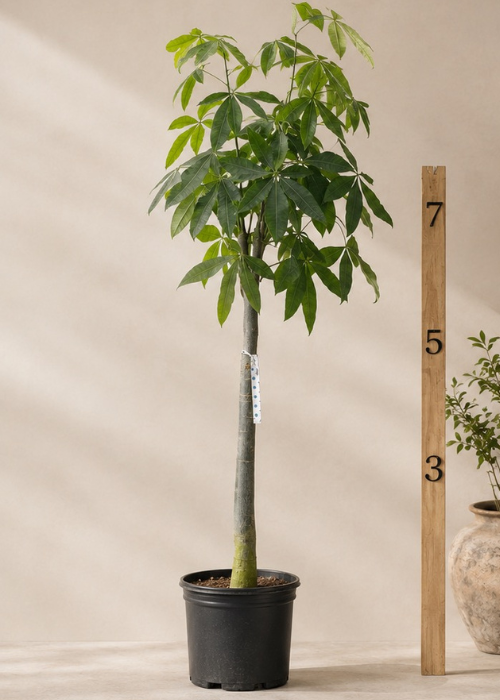 big money tree for sale Giant Money Tree Stump – GRANDE PLANTS